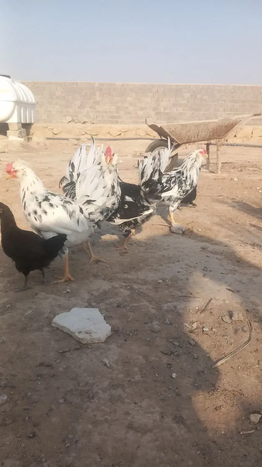 خروس گلین|حیوانات مزرعه|بندر گناوه, |دیوار