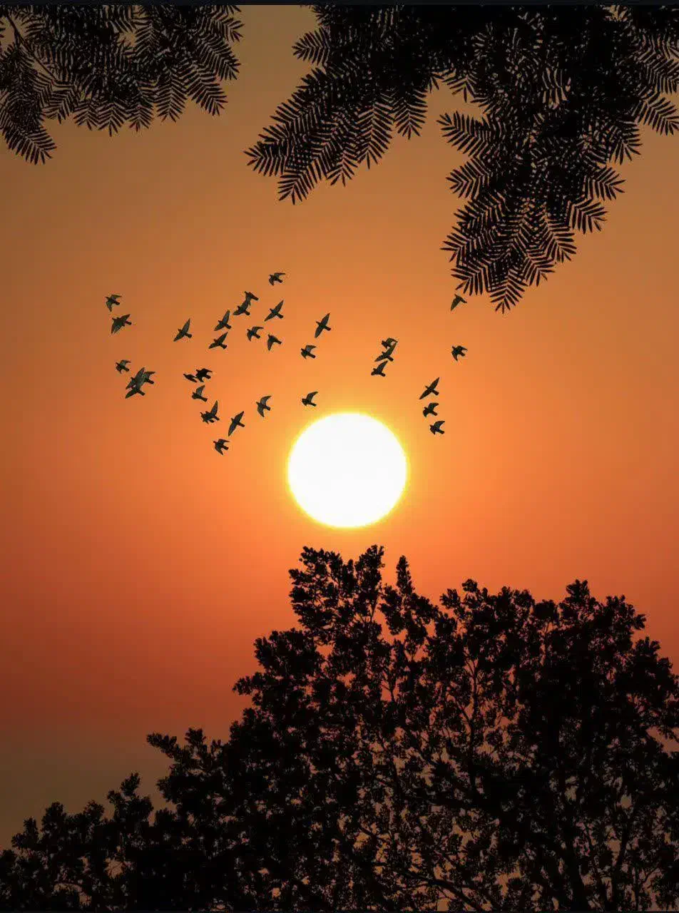 سوال|فعالیت داوطلبانه تحقیقاتی|یزد, |دیوار