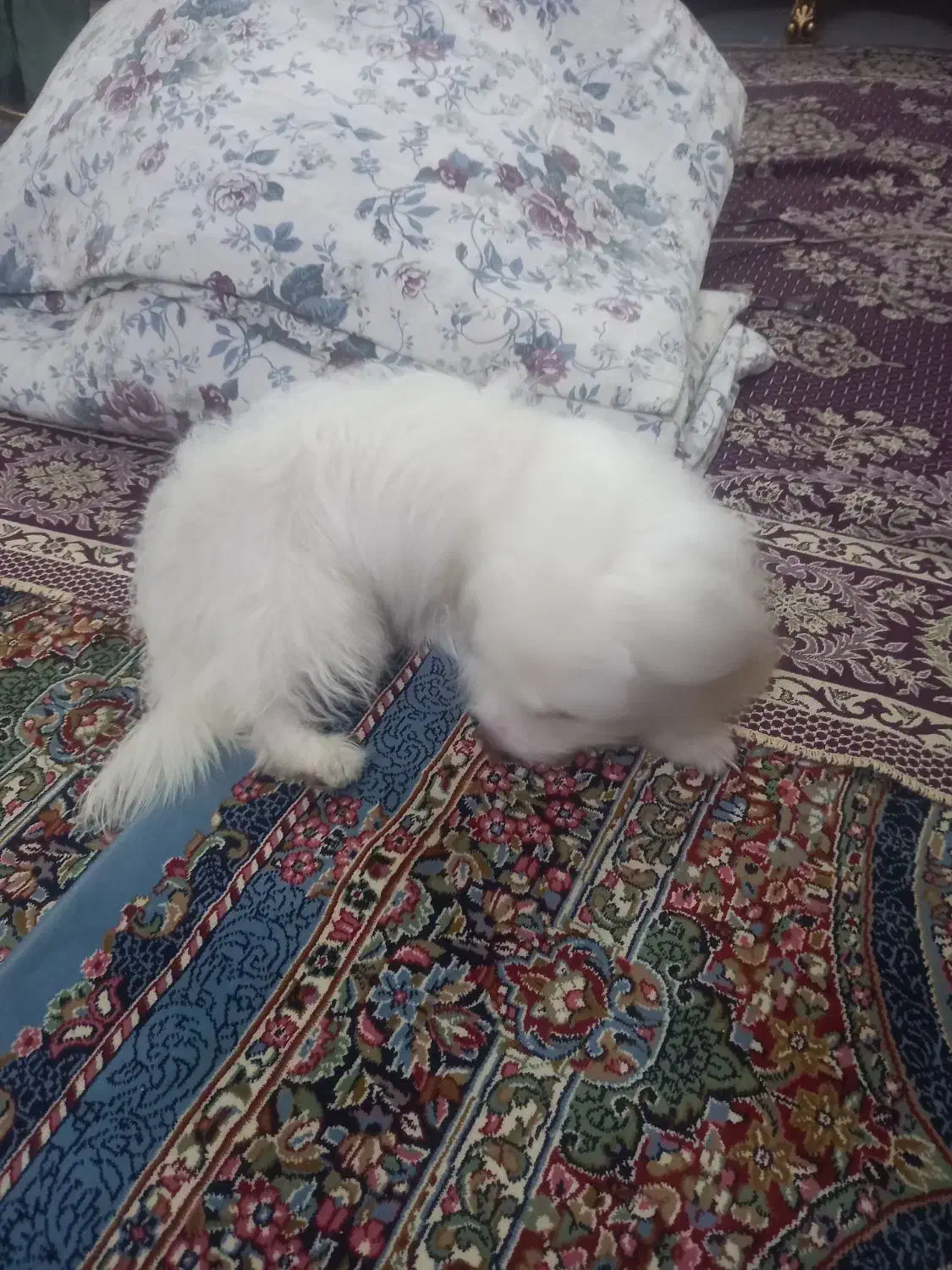 سگ شیتزو|سگ|مشهد, کشف|دیوار