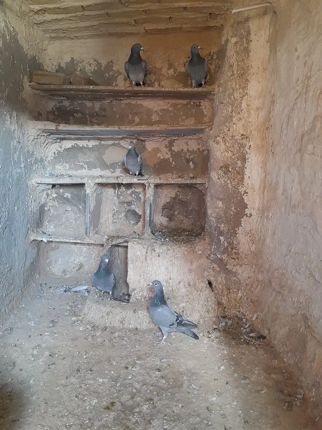 المانی|پرنده|آبکوه, |دیوار