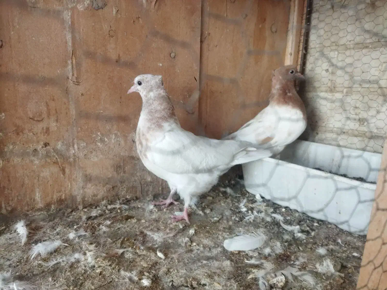 جوجه کفتر کله زرد|پرنده|رباطکریم, رباطکریم|دیوار