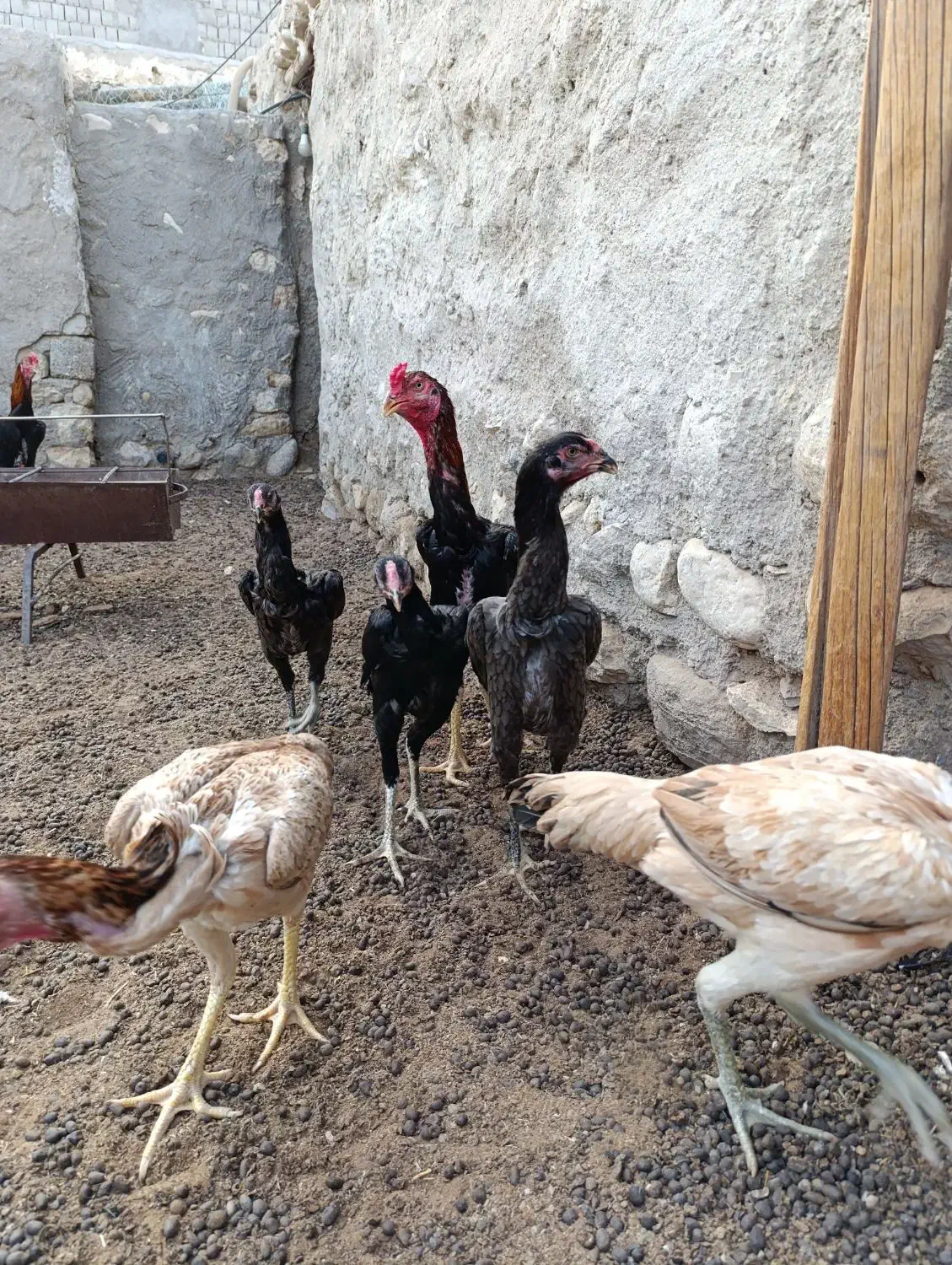 مرغ خروس فروشی جفت|حیوانات مزرعه|مهران (هرمزگان), |دیوار