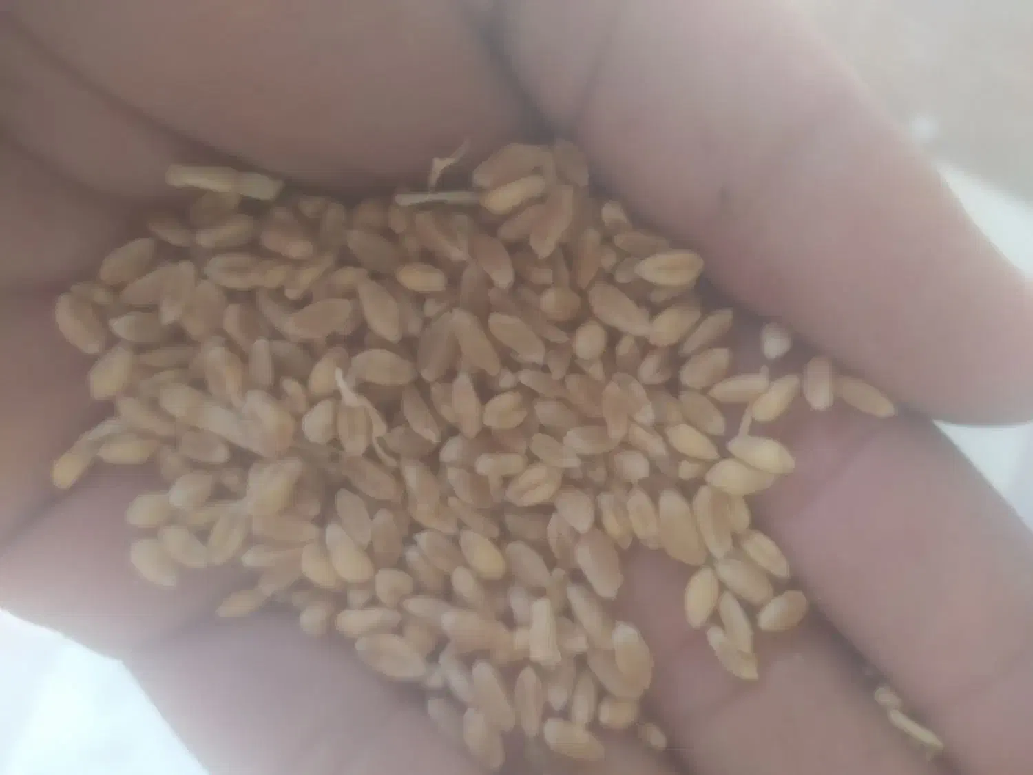 گندم نونی|عمده‌فروشی|بهمن صغاد, |دیوار