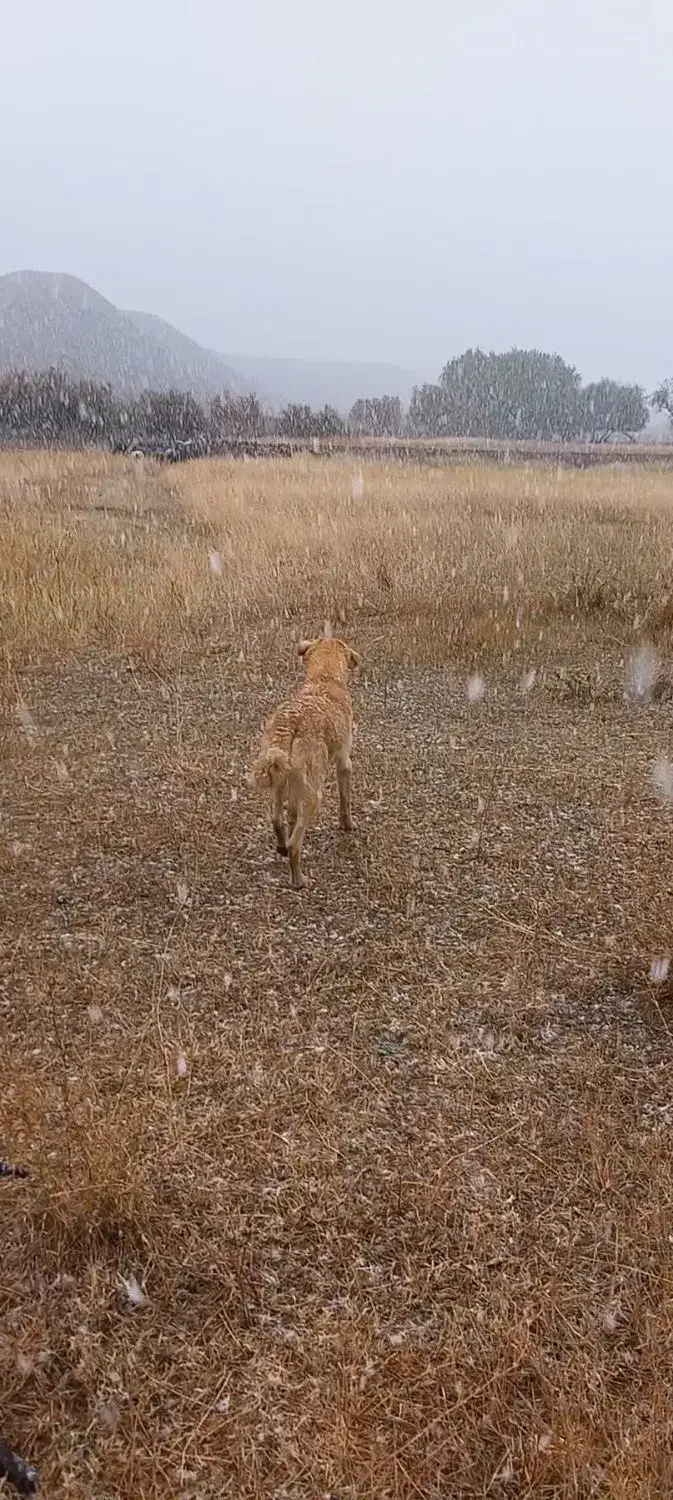 فروشی|سگ|انگوران, |دیوار