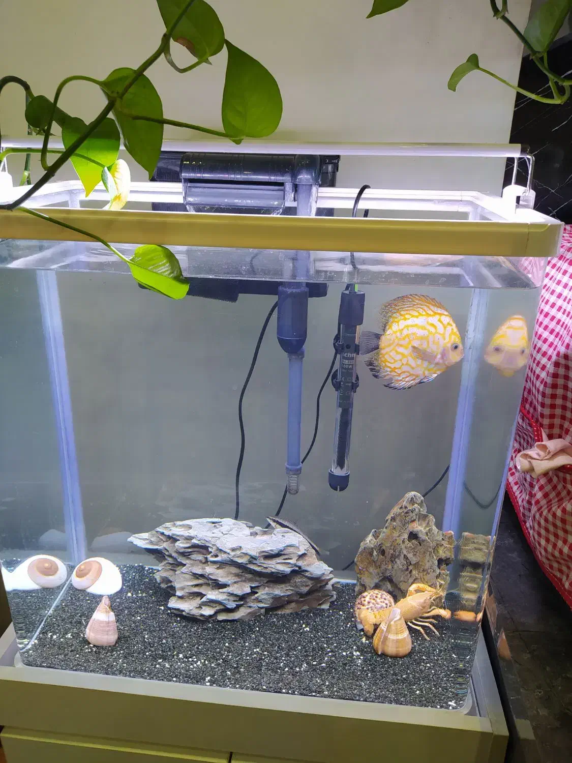 اکواریوم|ماهی|مشهد, تربیت (صدف)|دیوار