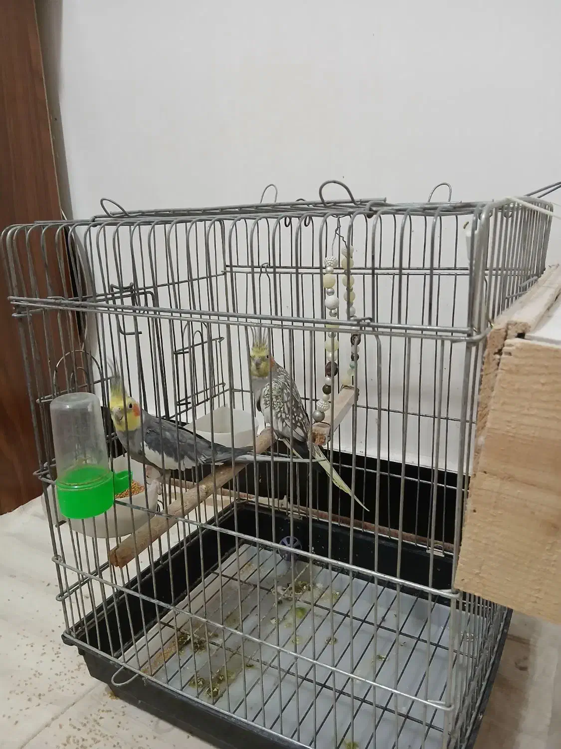 عروس هلندی|پرنده|ساری, |دیوار