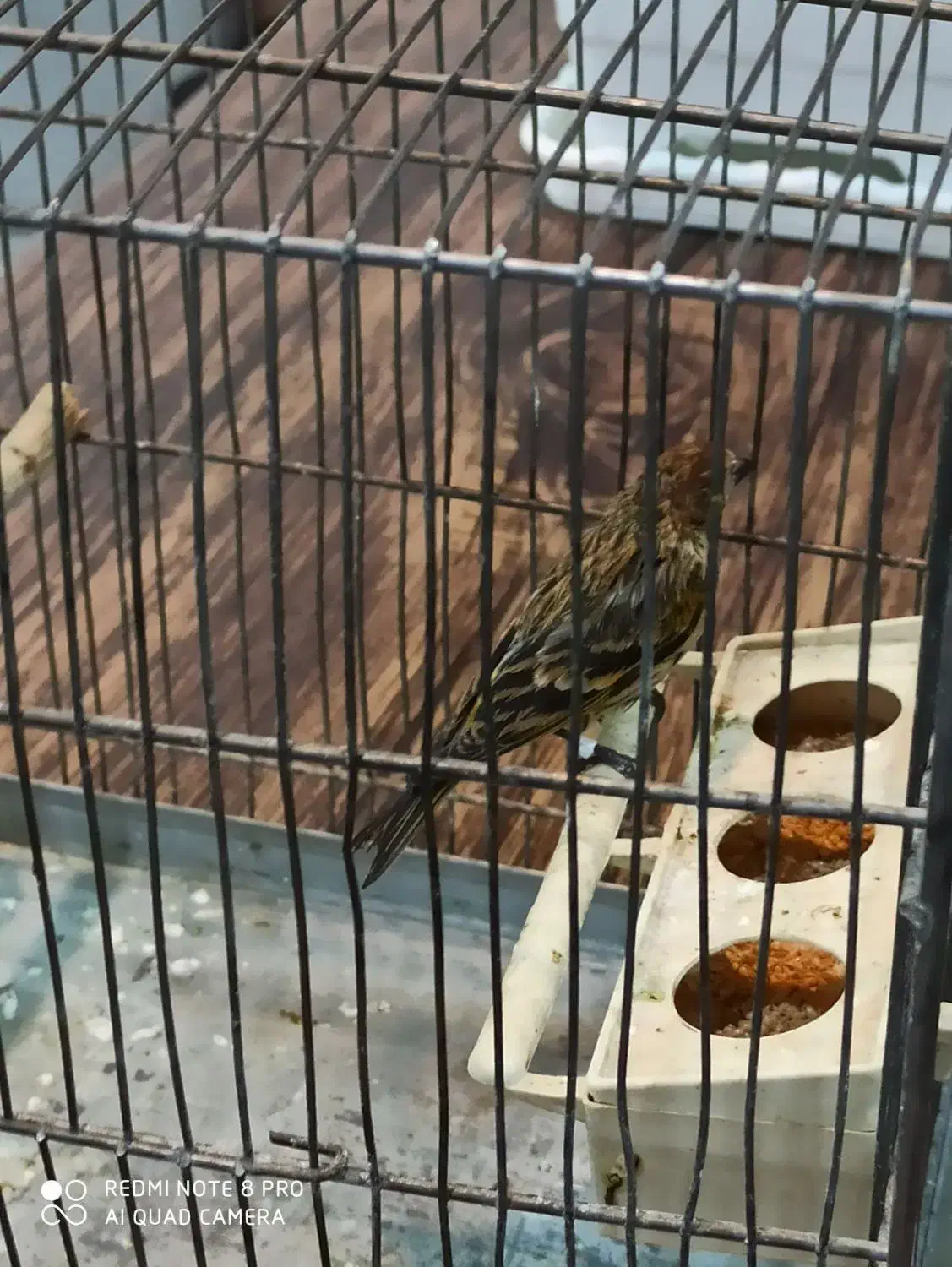 چند گلبسر نر حلقه پا درشت و کشیده بخون دهن سهره|پرنده|الیگودرز, |دیوار