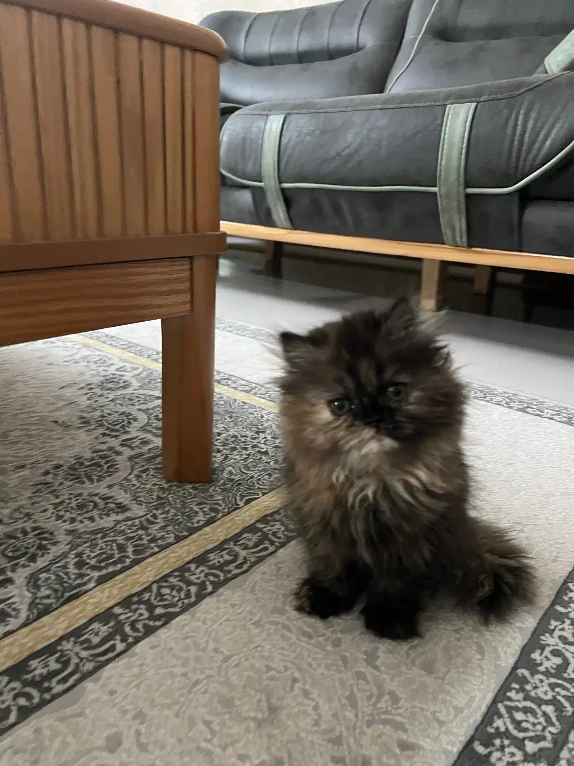 بچه گربه ۳ ماهه|گربه|قزوین, |دیوار