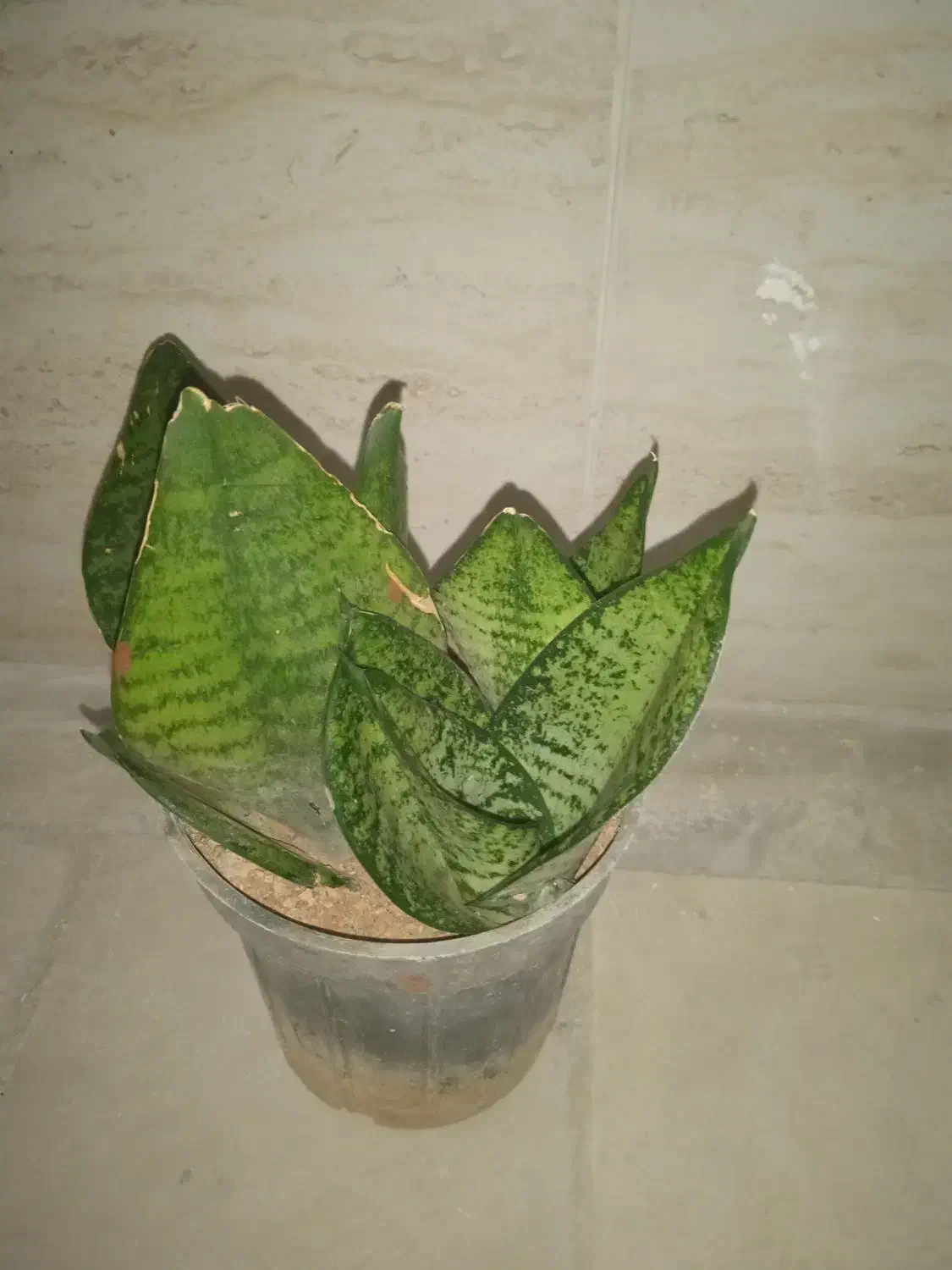 گل سانسوریا پاکوتاه|گل و گیاه طبیعی|فولادشهر, مسکن مهر فولادشهر|دیوار