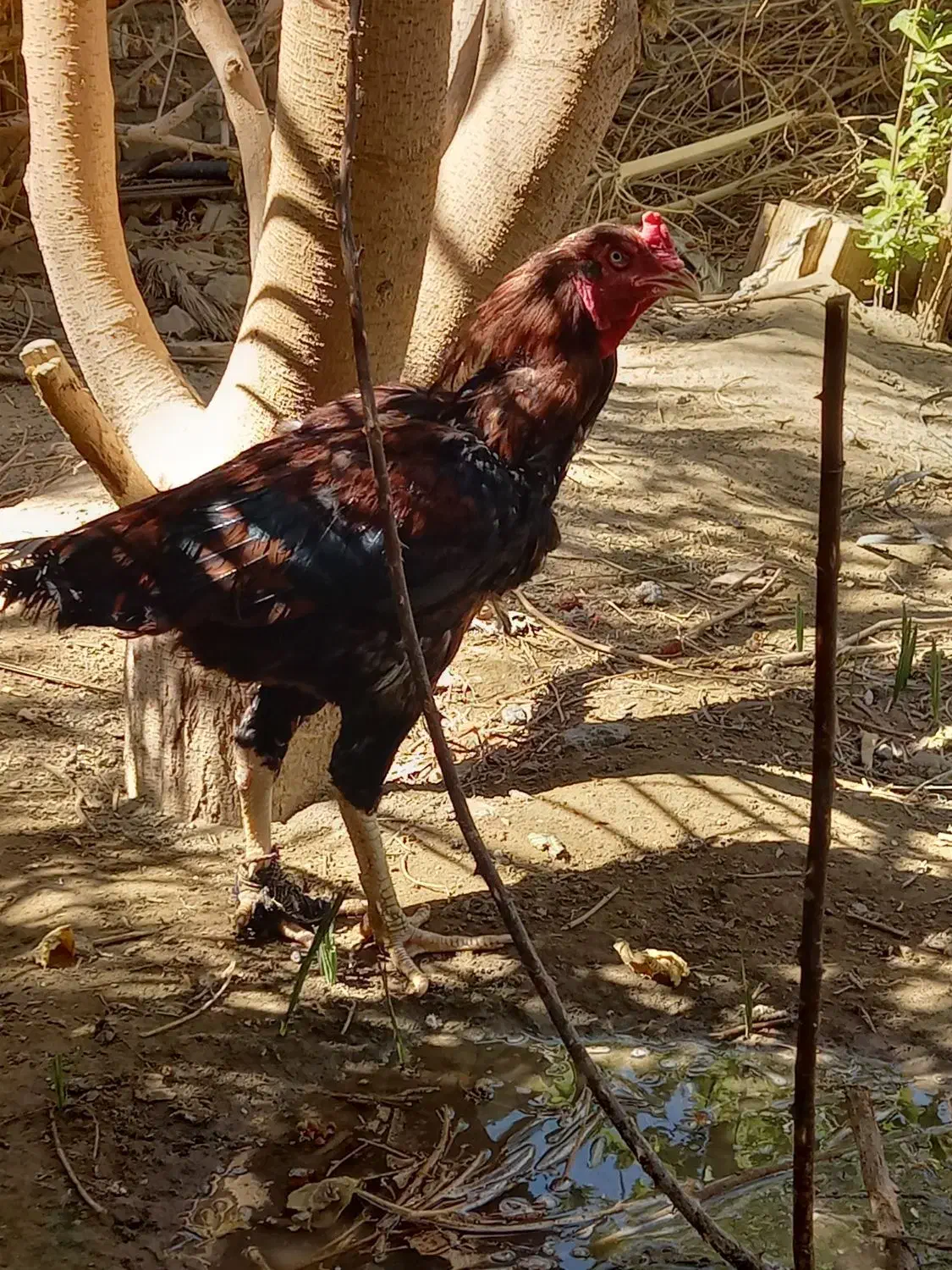 مرغ کرچ . کدوکی پکارن|حیوانات مزرعه|ایرانشهر, |دیوار