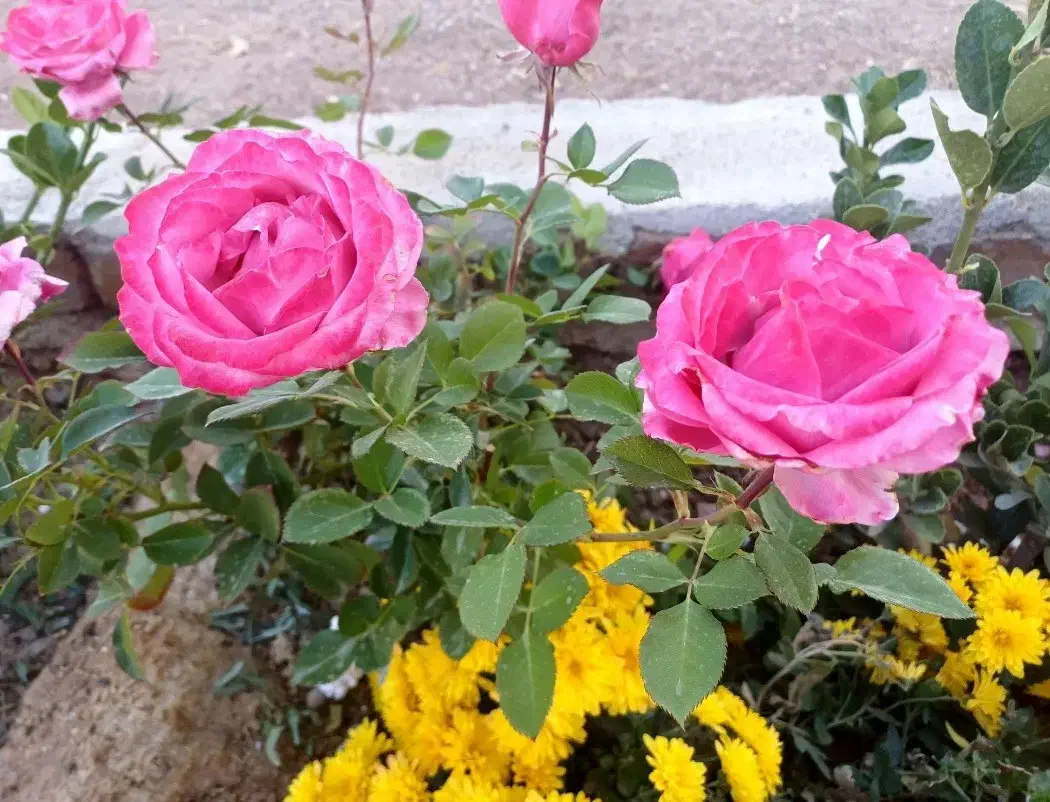 خانه ویلایی گل رز|اجارهٔ کوتاهمدت آپارتمان و سوئیت|بروجرد, |دیوار