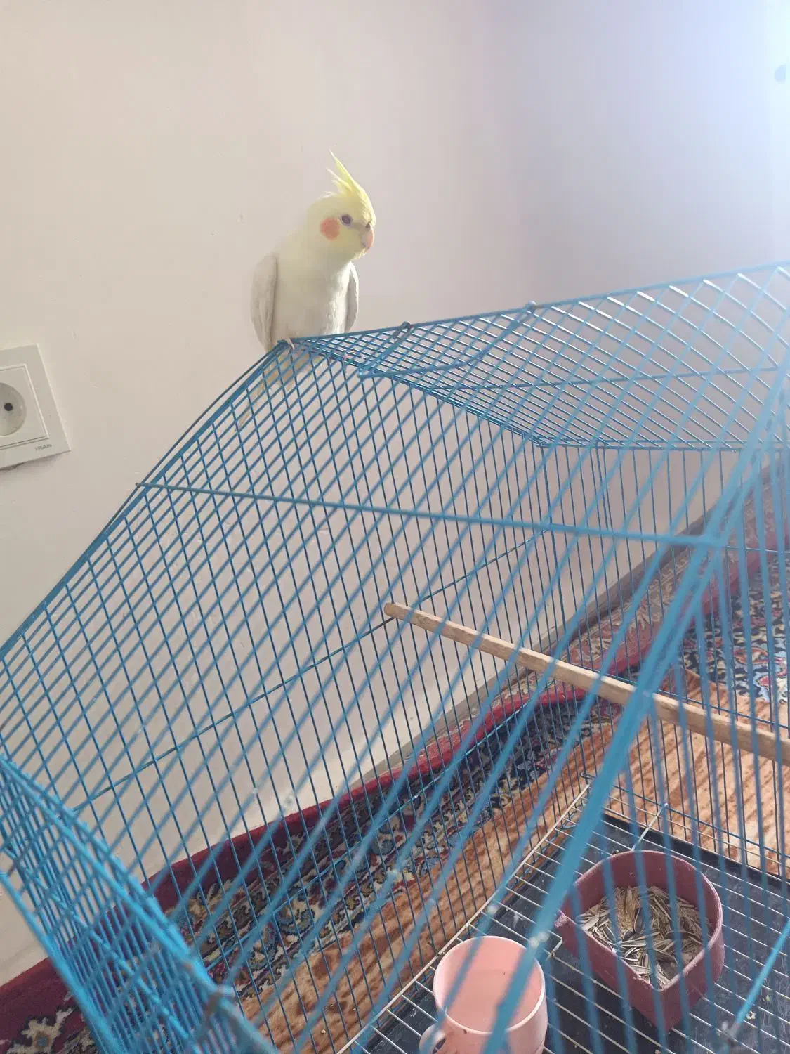 عروس هلندی|پرنده|میناب, |دیوار