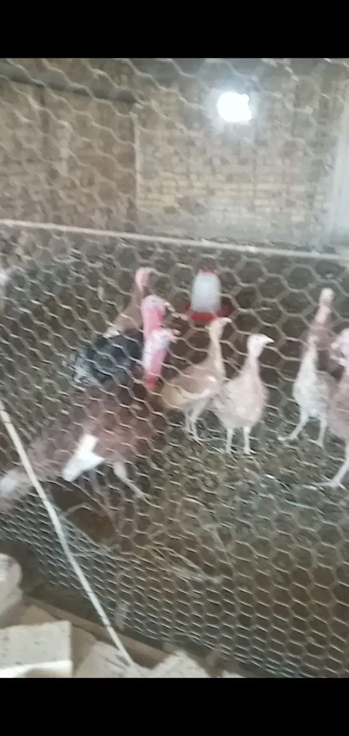 بوقلمون|حیوانات مزرعه|قم, زمان زاده|دیوار