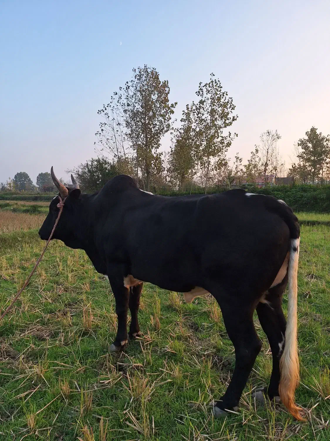 واگذاری ورزا چالوسی|حیوانات مزرعه|سنگر, |دیوار