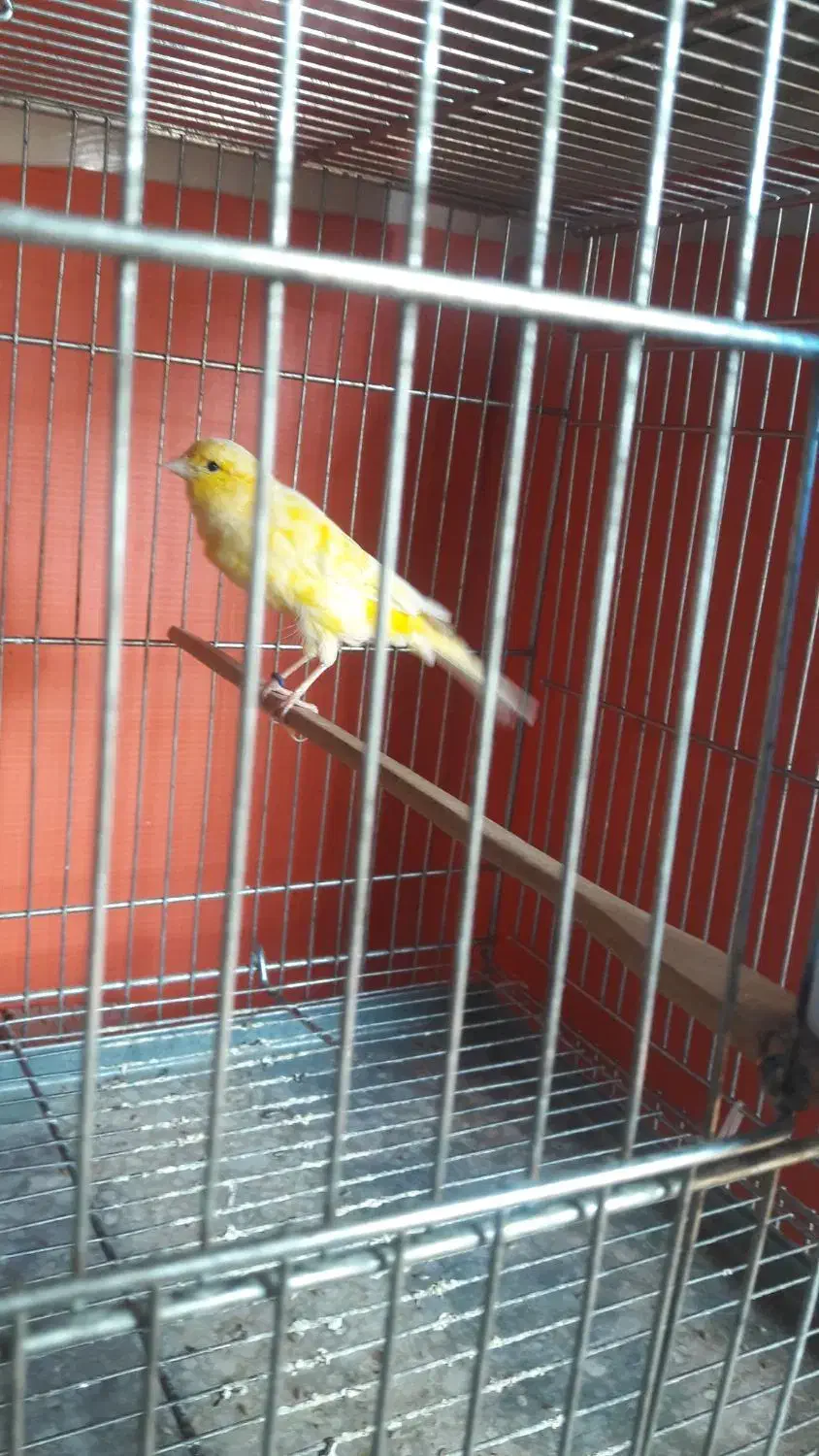 قناری ماده|پرنده|شهرضا, |دیوار