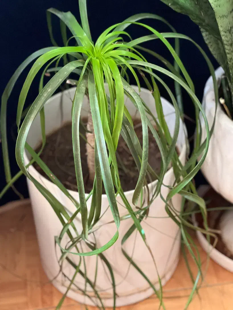 گل و گیاه|گل و گیاه طبیعی|شیراز, کوشک میدان|دیوار