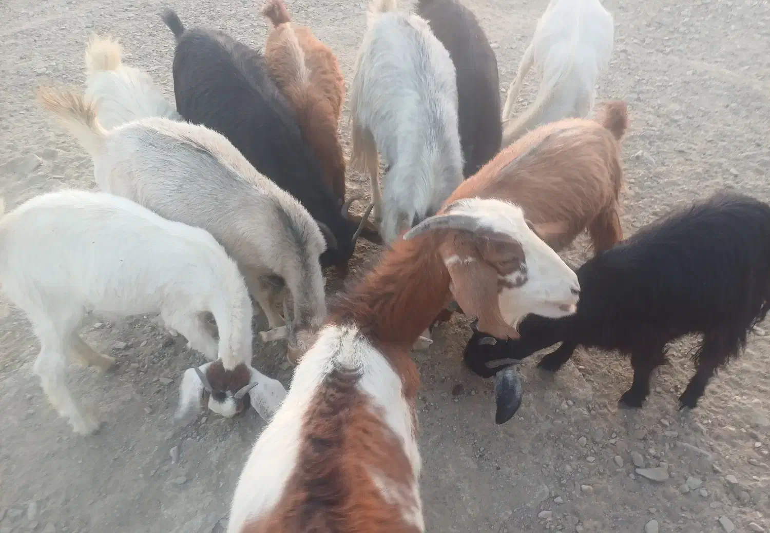 فروش بز،غوچ،نرگاو|حیوانات مزرعه|توکهور, |دیوار