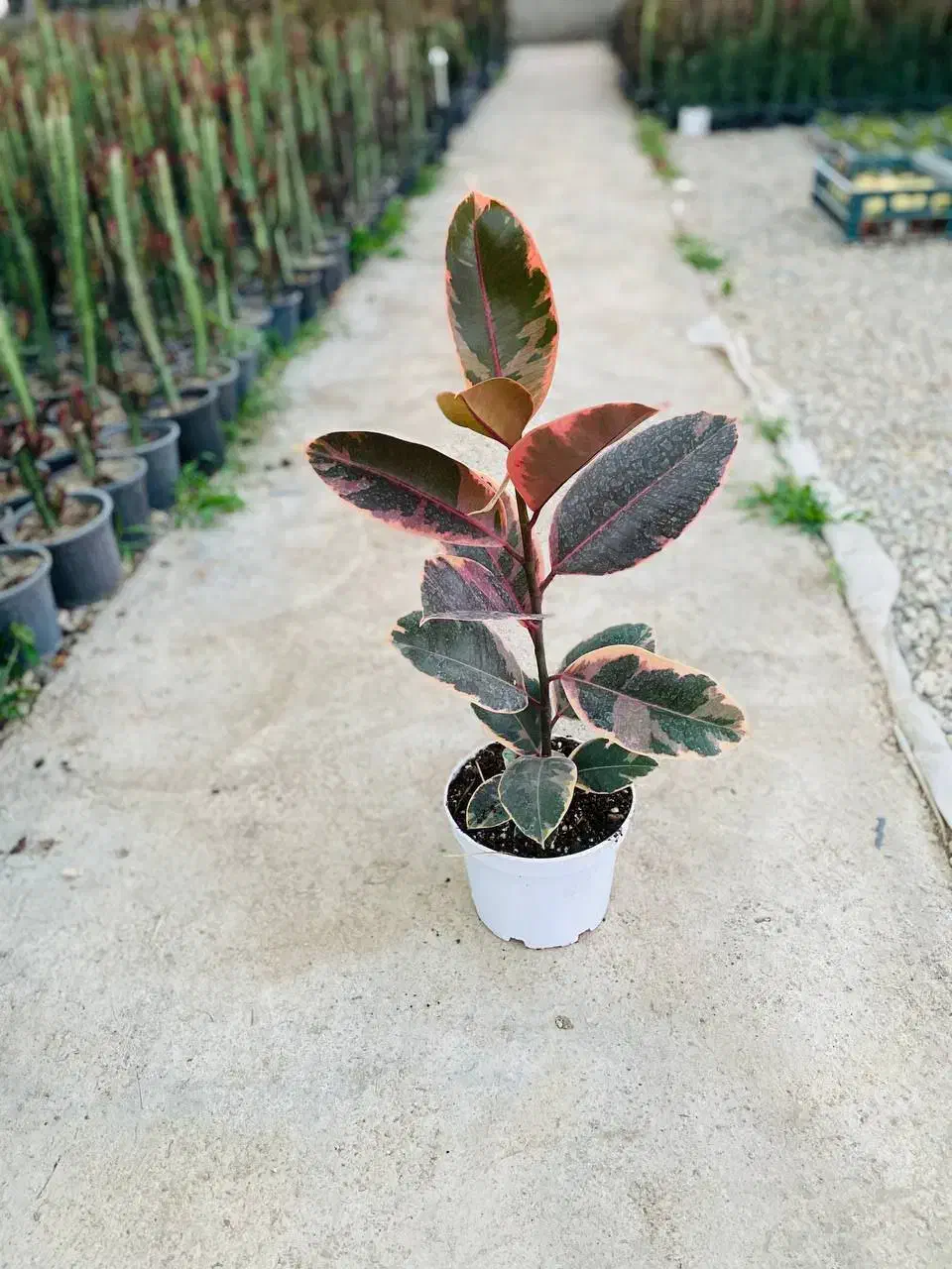 گل هدیه ویژه روز مادر|گل و گیاه طبیعی|قدس, شهر‌قدس|دیوار