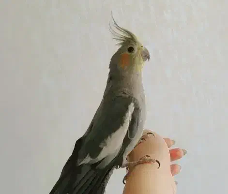 ۴ تا عروس هلندی فقط ۲۲۰۰|پرنده|هشتگرد, فاز ۱ مهستان|دیوار