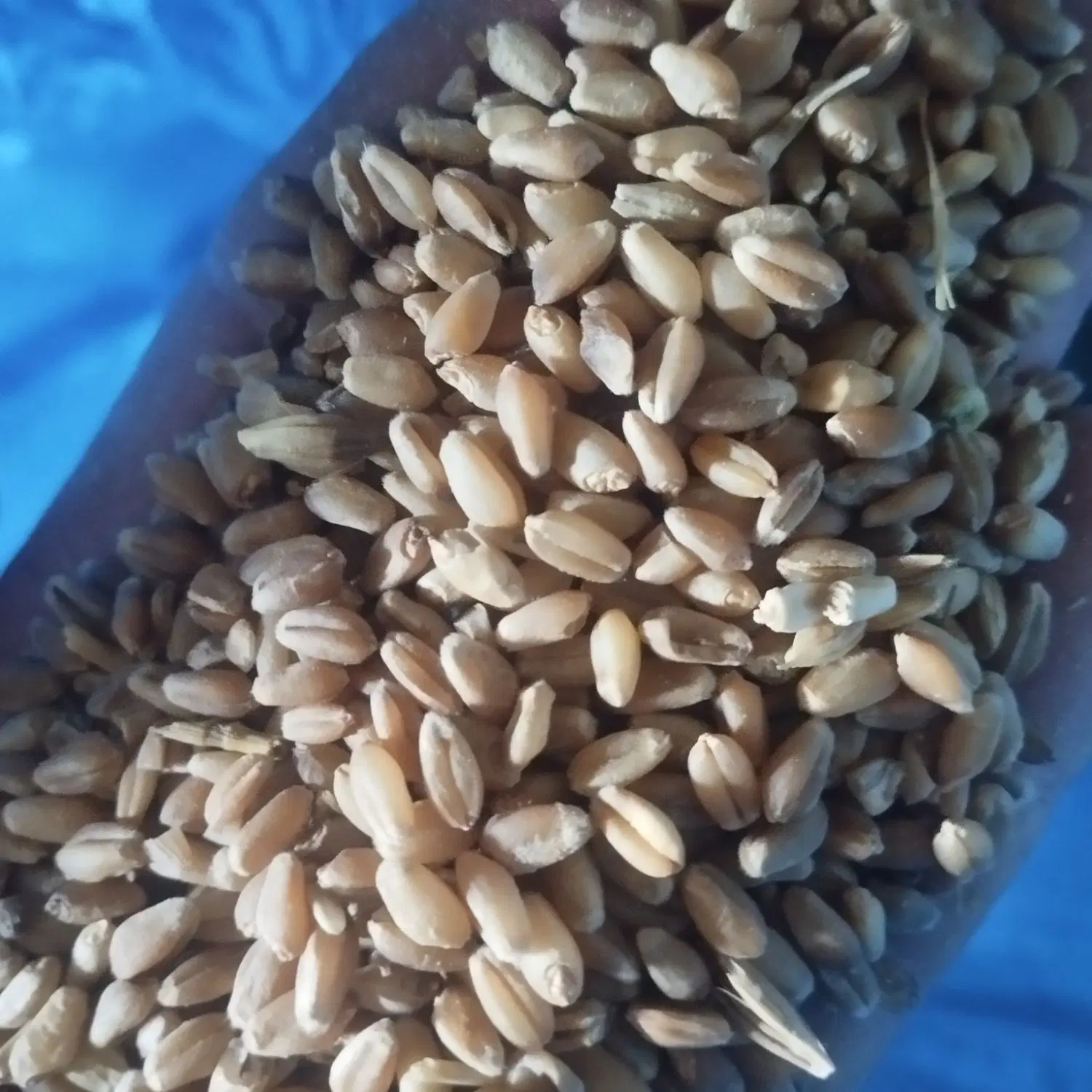 گندم|خوردنی و آشامیدنی|کازرون, |دیوار