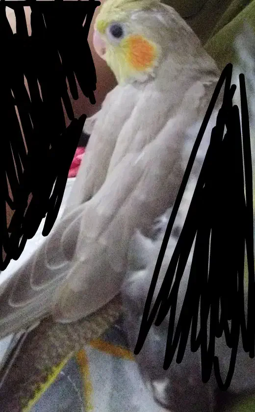 عروس هلندی گمشده|پرنده|کنارک, |دیوار