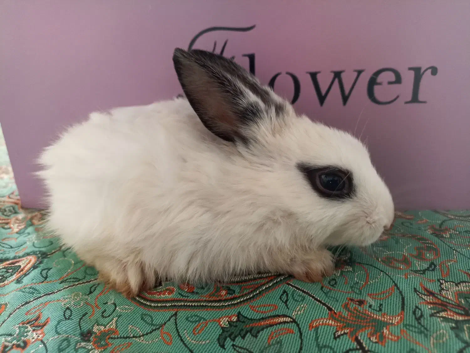 بچه خرگوش|موش و خرگوش|مرودشت, مجد آباد|دیوار