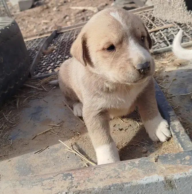 فروشی ماده|سگ|شیروان (خراسان), |دیوار