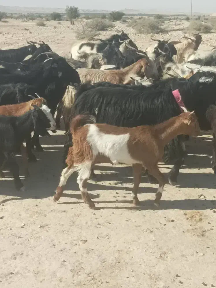 گله بزداشتی همگی جوان و یک دست، کهره دار و آبستن|حیوانات مزرعه|فراشبند, |دیوار