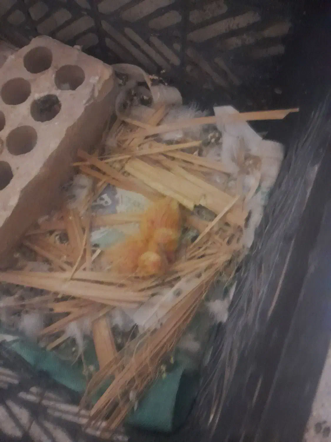 کله شیخ ماده گمشده|پرنده|مسجد سلیمان, |دیوار