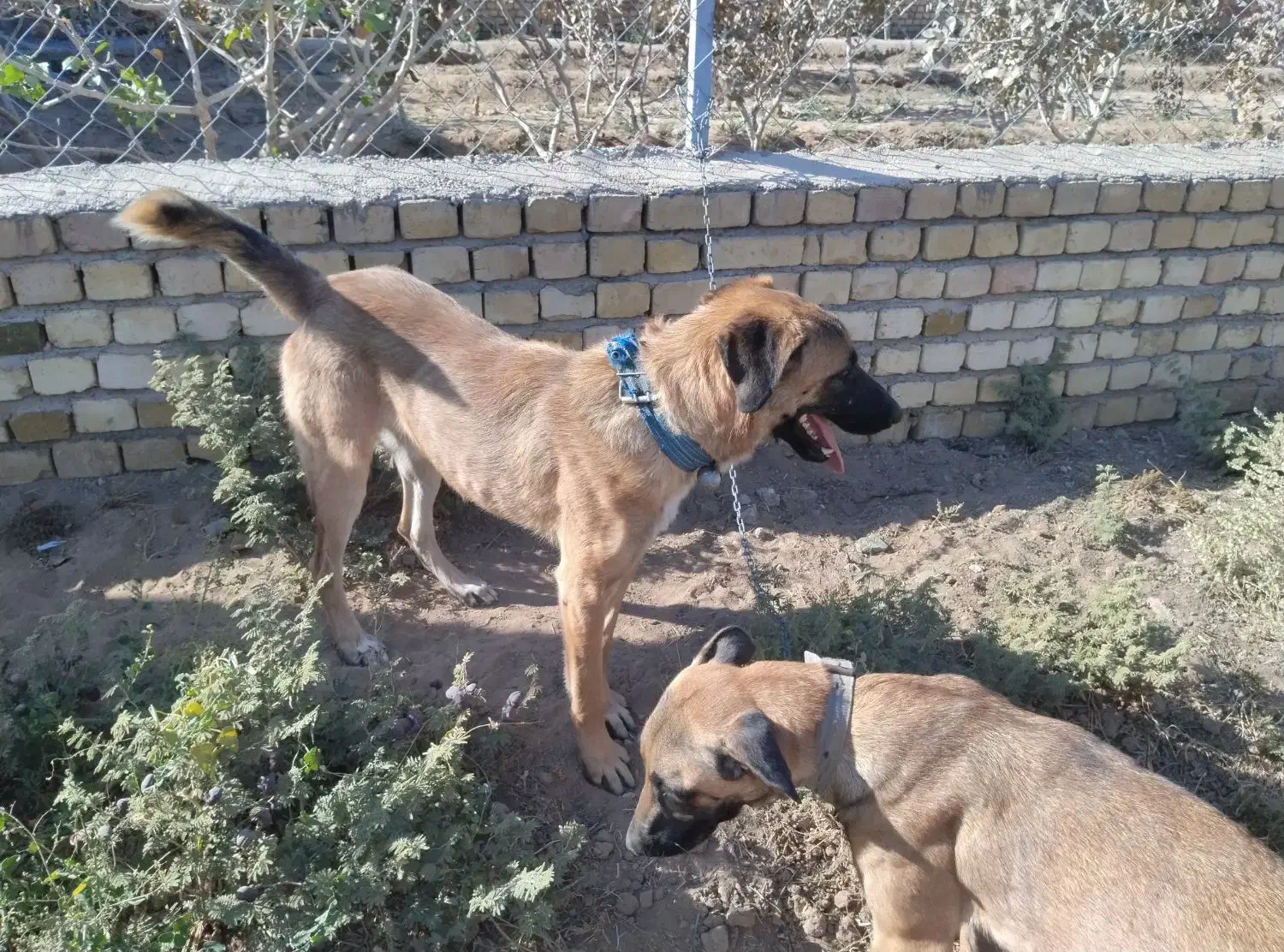 میکس سرابی وژرمن|سگ|آران و بیدگل, |دیوار