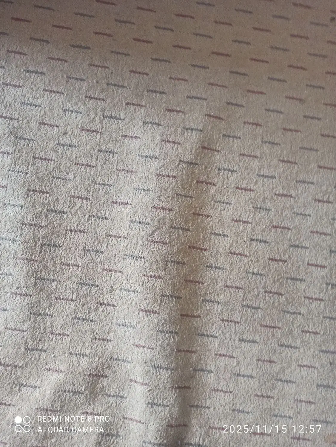 موکت|موکت|بجنورد, |دیوار