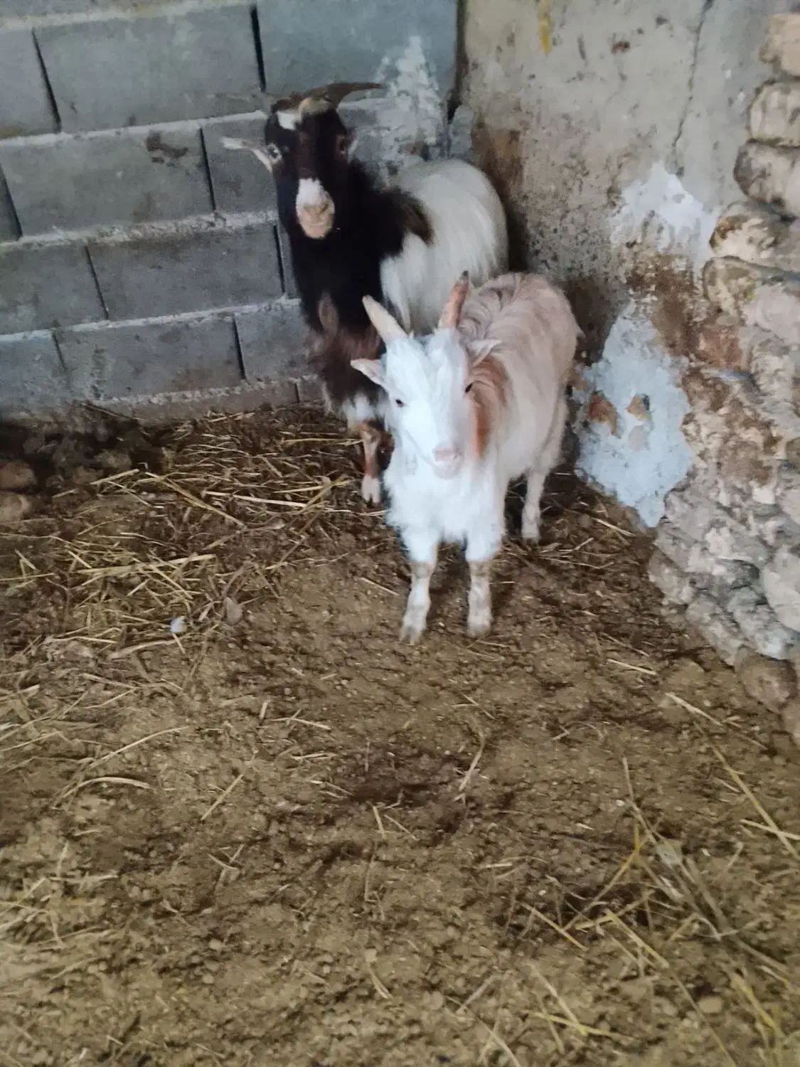 دو تا بزغاله نر|حیوانات مزرعه|قرق, |دیوار