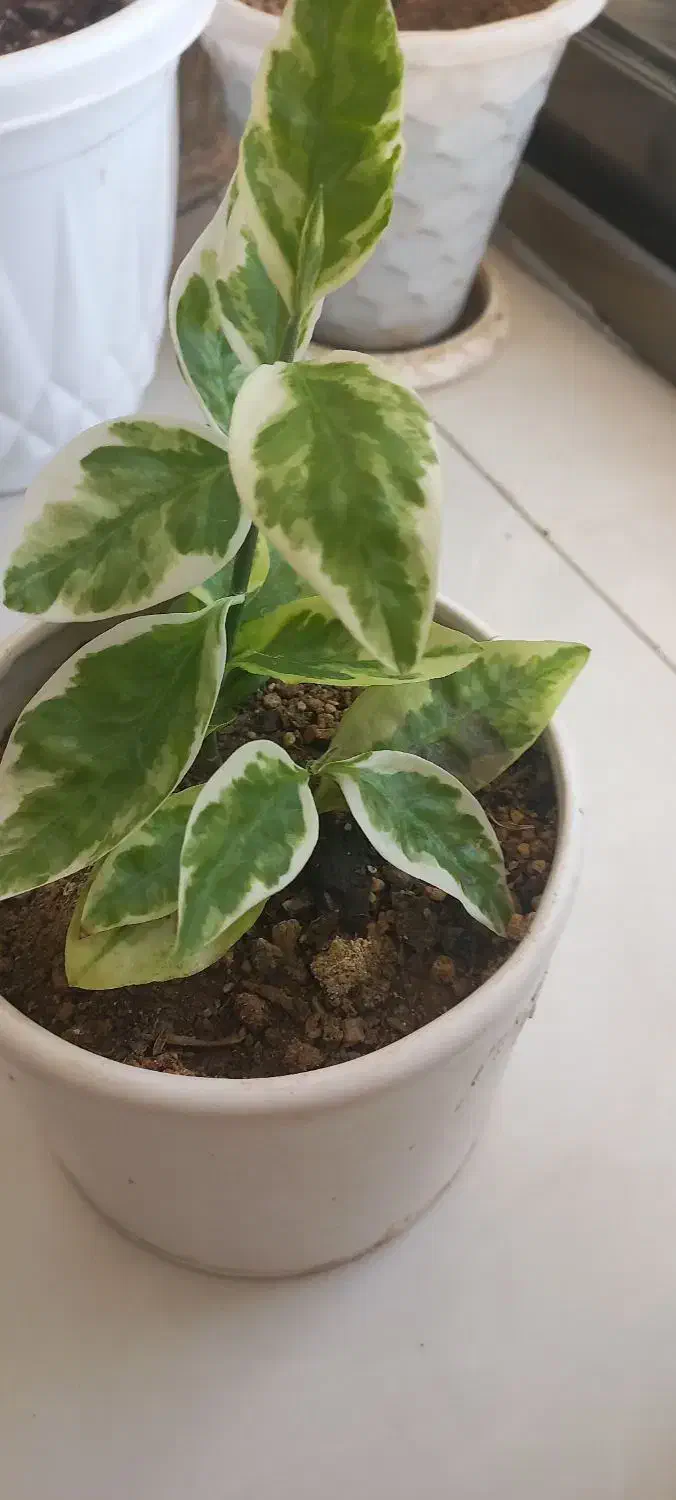 گل  پدیلانتوس|گل و گیاه طبیعی|فولادشهر, C3|دیوار