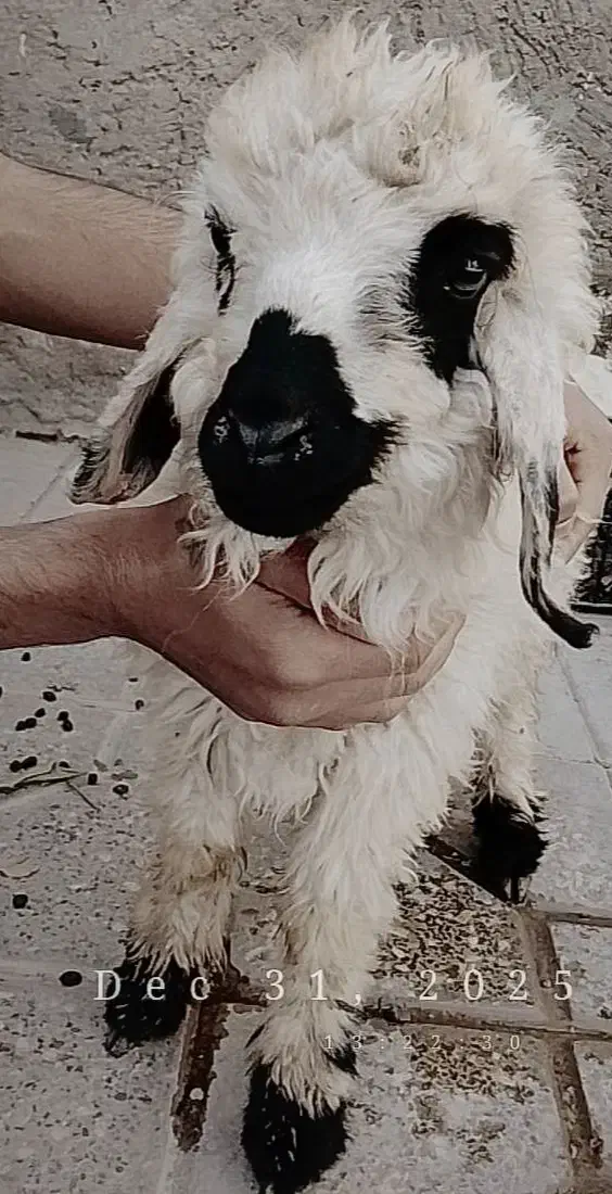 مفقودی|حیوانات|خاش, |دیوار