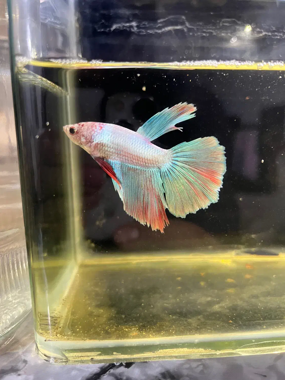 ماهی فایتر هافمون|ماهی|قدس, شهر‌قدس|دیوار