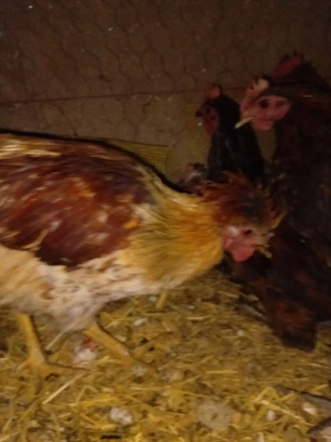 جوجه 5 ماهه|حیوانات مزرعه|رودشت (اصفهان), |دیوار