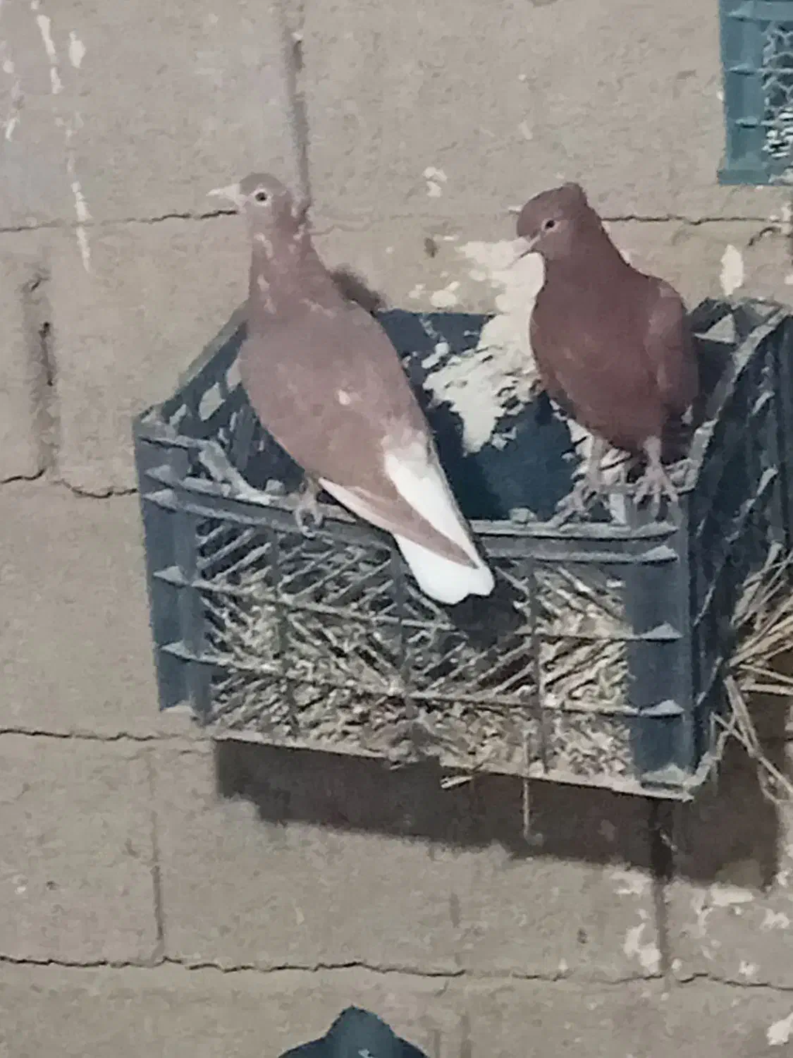 کبوتر دم سفید جوجه هیچ پر|پرنده|حمیدیه, |دیوار