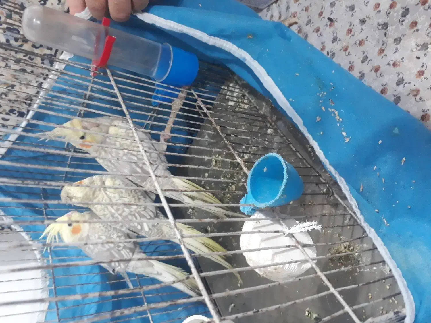 طوطی عروس هلندی|پرنده|رشت, جانبازان|دیوار