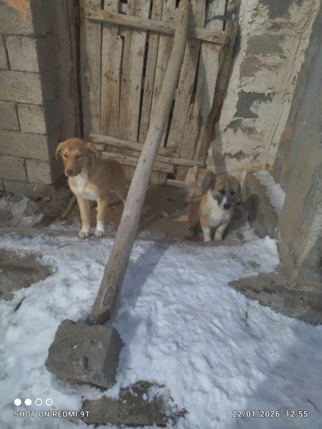 پاکوتاه شیتزو|سگ|مراغه, |دیوار