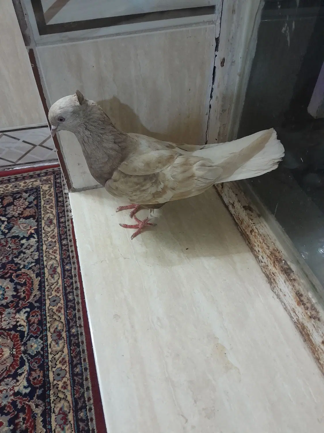 کفتر|پرنده|رضویه, |دیوار