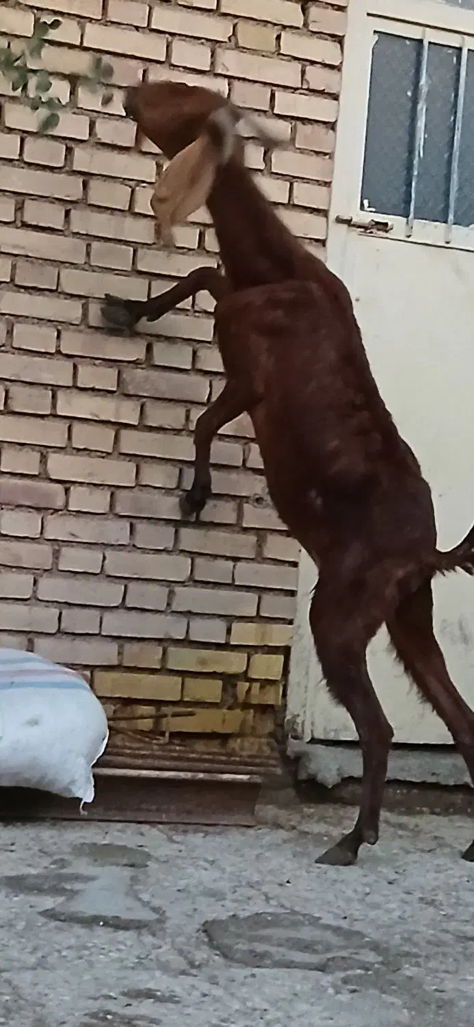 سه عدد بز باردار سه قلوزا خونگی|حیوانات مزرعه|آبادان, |دیوار