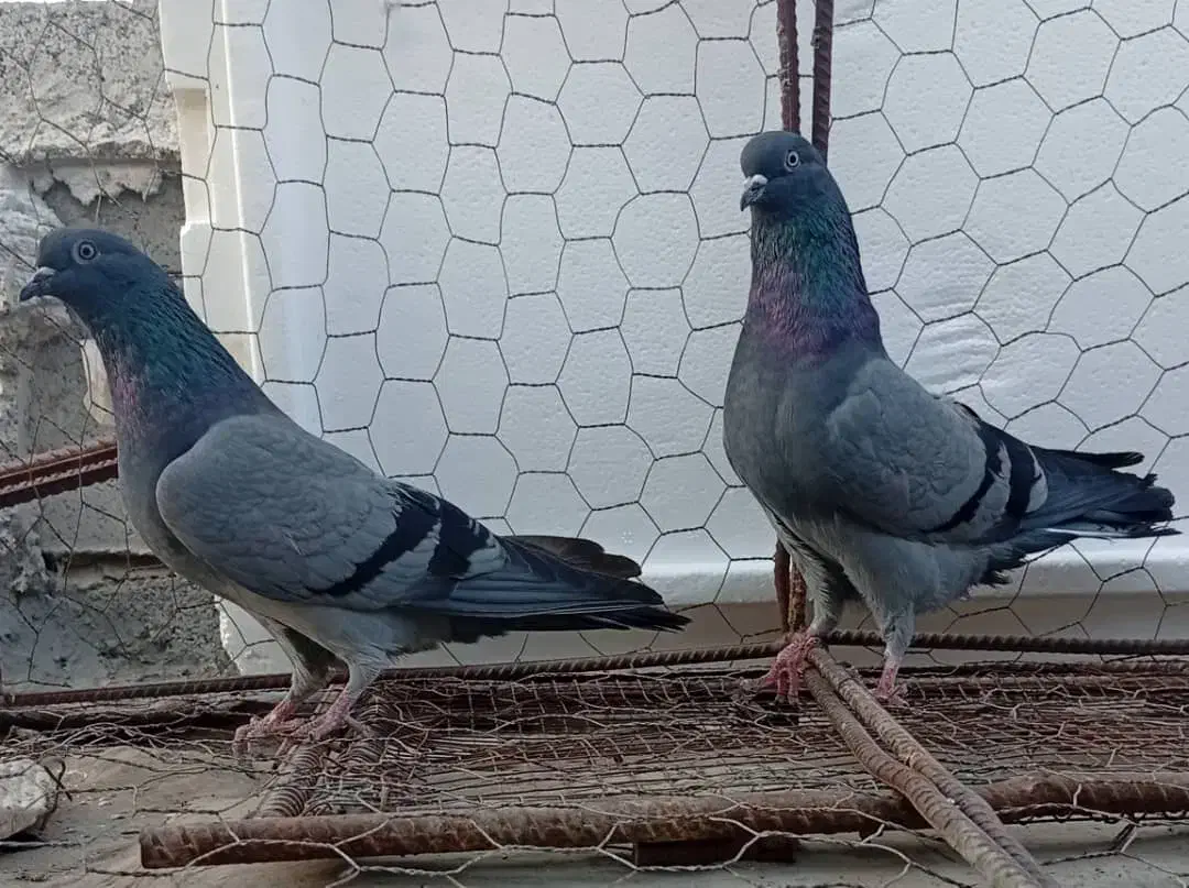 کبوتر پرشی|پرنده|میناب, |دیوار