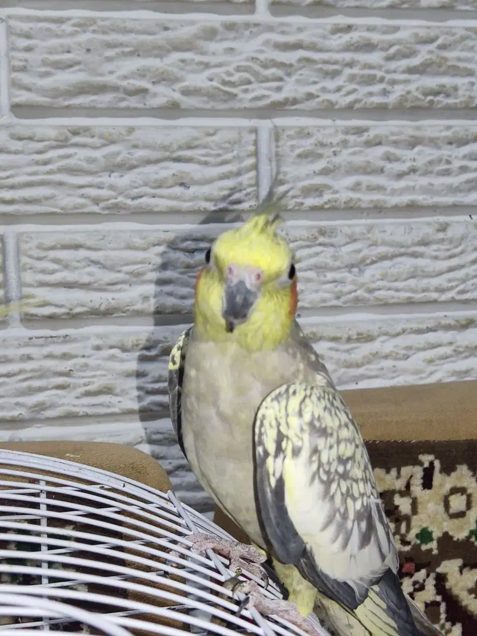 جفت عروس هلندی نر و ماده|پرنده|رشت, حسین آباد|دیوار