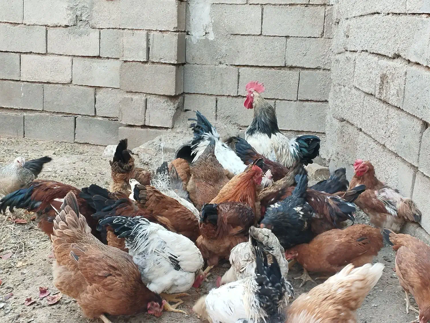 خروس و مرغ تخمگذار جوان|حیوانات مزرعه|تربتحیدریه, مسجد جامع|دیوار