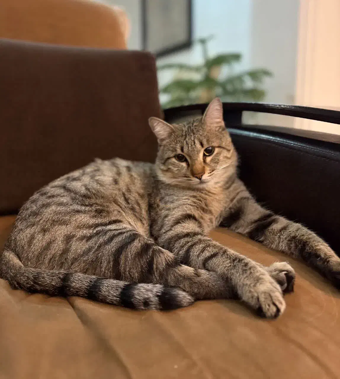 گربه دو رگه|گربه|شاهرود, |دیوار