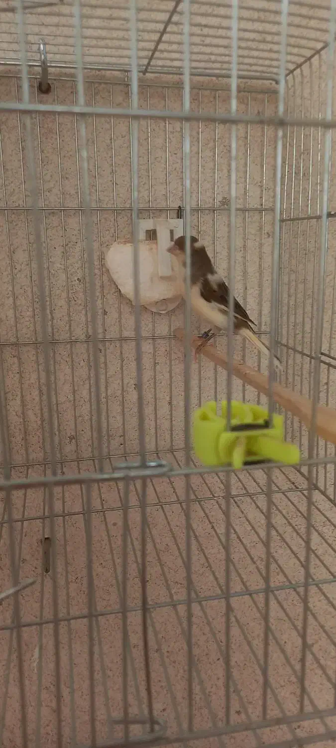 قناری|پرنده|قزوین, |دیوار