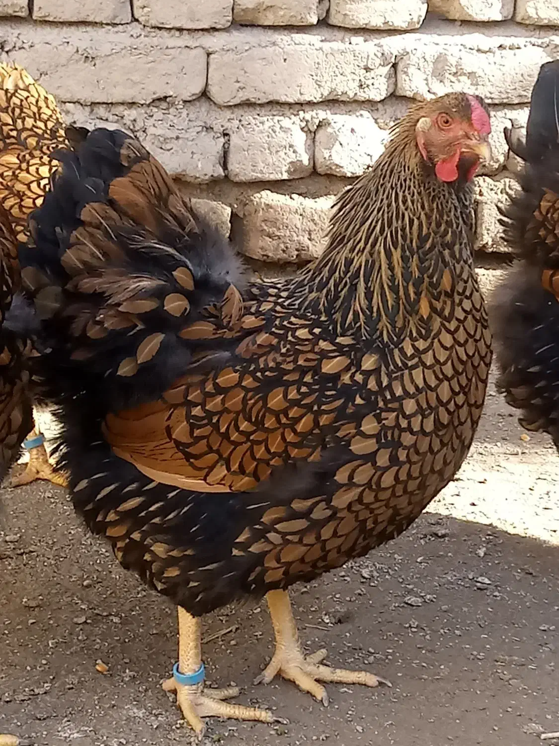 ویاندوت|حیوانات مزرعه|ورامین, خورین|دیوار