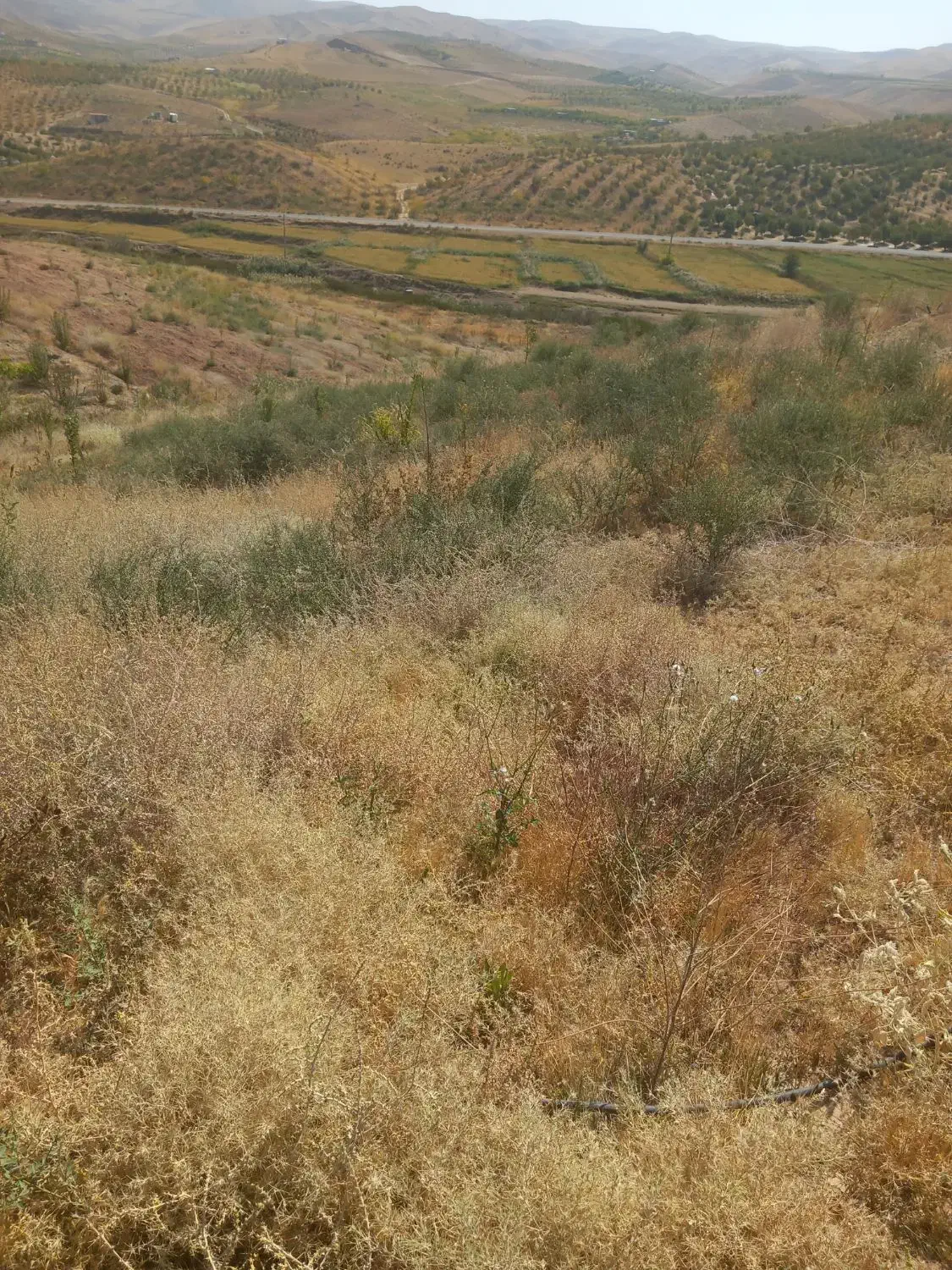 زمین با آب سد ایدغموش که امسال کاشته شده|فروش زمین و ملک کلنگی|میانه, |دیوار