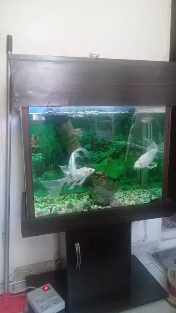 آکواریوم به همراه ماهی و لوازم و میز فوری فروشی|ماهی|تهران, اوقاف|دیوار