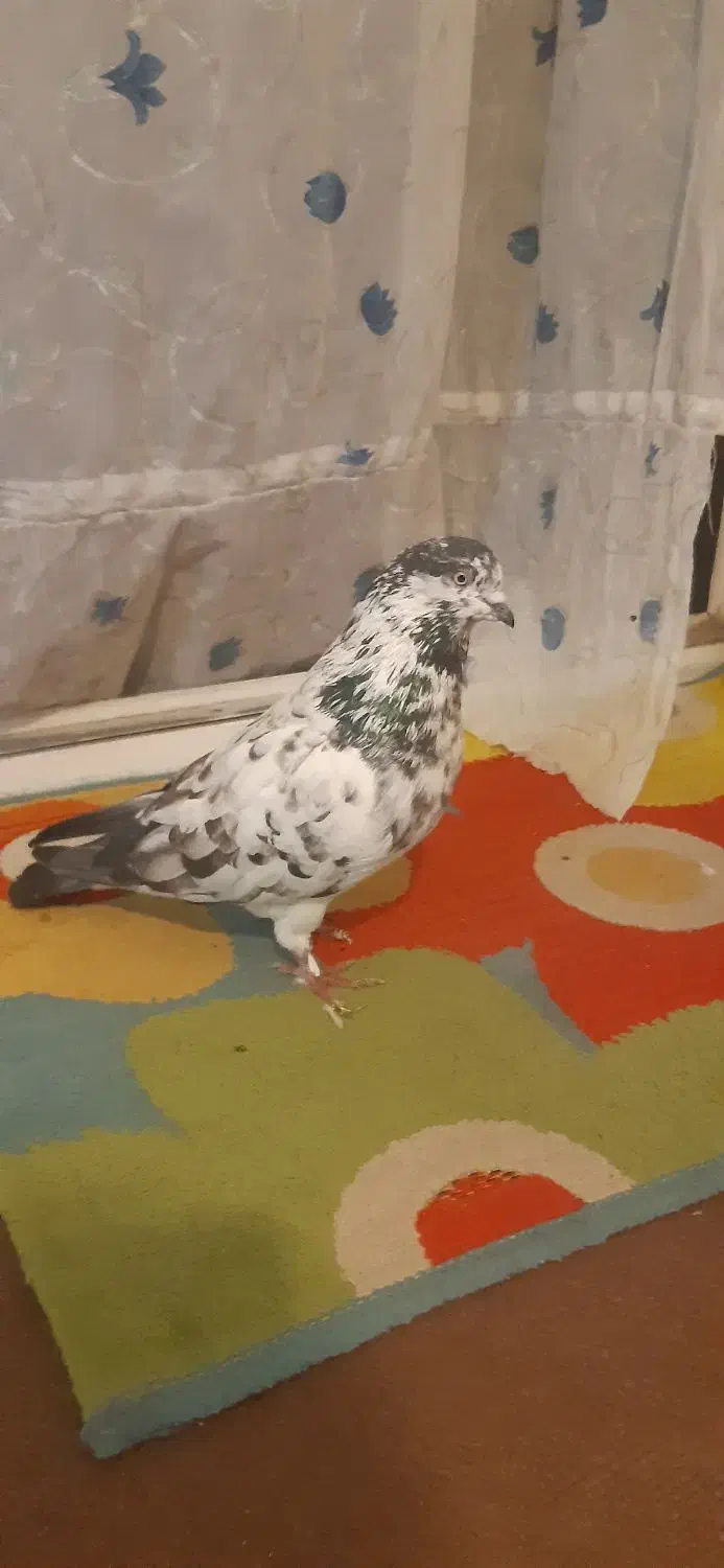 دوتا کفتر نر قوی پرش سنگین|پرنده|مشگین شهر, |دیوار